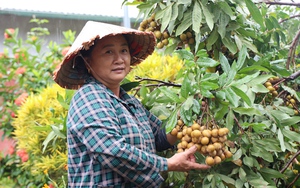 Đây là loại cây nhãn giúp nông dân huyện biên giới của Sơn La xây được nhà cao cửa rộng