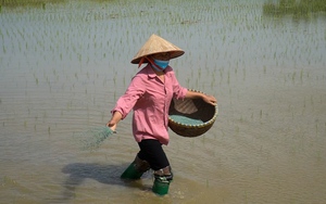 Bắc Ninh: Cấy lúa ruộng hoang lãi 20 triệu đồng/ha, Hội Nông dân xã “săn” vé bay vào Phú Quốc