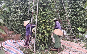 Giá tiêu Quảng Trị đang cao lại trúng mùa, nông dân vùng này hối hả hái bán cho kịp