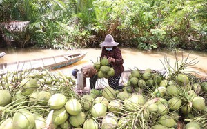 Nông dân Bến Tre nuôi, trồng xen ghép trong vườn dừa, bất ngờ thu nhập lại chắc ăn hơn