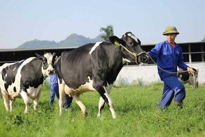 6 tháng đầu năm Mộc Châu Milk (MCM) báo lãi tăng 28% lên 175 tỷ đồng