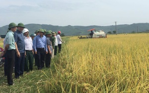 Thanh Hóa: Một vụ trồng lúa ST24, một vụ nuôi cá, nông dân thu lợi nhuận 30 triệu đồng/ha/vụ