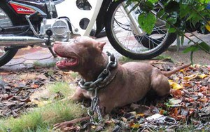 Từ vụ chó Pitbull cắn chết người: Cần siết chặt quy định nuôi chó dữ