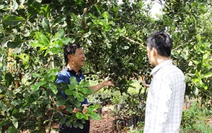 Ngắm vườn mắc ca cây nào cũng sai chi chít trái của một nông dân Đắk Lắk