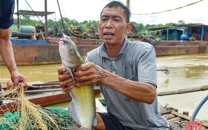 Nuôi cá lăng đặc sản trên sông Mã ở Thanh Hóa, nông dân bắt bán 200.000-300.000 đồng/kg