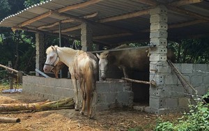 Nông dân Bắc Kạn thoát nghèo, vươn lên làm giàu nhờ nuôi ngựa bạch