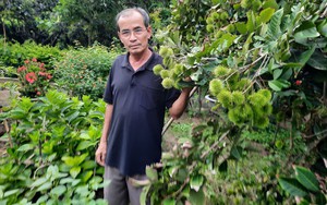 Trồng cây ăn quả trên đất xấu, cựu chiến binh Kon Tum cho thu nhập trăm triệu mỗi năm