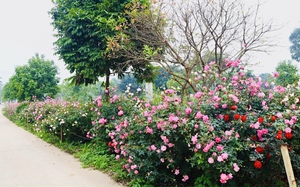 Đường hoa nông thôn mới, bốn mùa ngát hương, rực rỡ sắc màu vạn người mê ở xã ngoại thành Hà Nội
