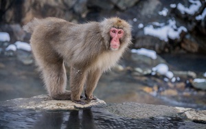 Khỉ tấn công làm 42 người bị thương ở Nhật Bản