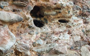 Khám phá loài ong lạ tí hon làm tổ "nhả mật" ở khe đá dưới chân núi Pha Luông ở Sơn La