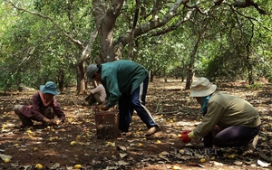 Bình Phước: Nhiều hộ nông dân lâm cảnh nợ nần vì “bán điều non”, cầm cố rẫy
