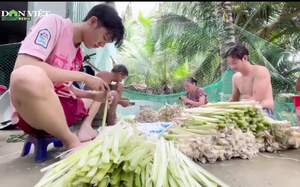 Giá bồn bồn cao kỷ lục nhưng nông dân không mặn mà, bỏ nghề đi làm công nhân