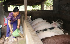 Nông dân nuôi lợn ở Lào Cai có lãi khi giá cán mốc 72.000 đồng/kg