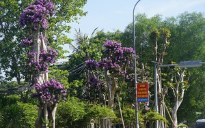 Săng lẻ là cây cảnh gì mà được "thổi hồn" rồi xuống phố trở thành món hàng độc, lạ, sốt giá cả trăm triệu?