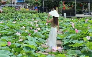 Ninh Bình: Đẹp mê mẩn đầm sen tỏa hương thơm ngát hút khách đến tham quan