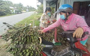 Bến Tre cảnh báo tình trạng mở rộng diện tích trồng cau khi giá cau non tăng mạnh