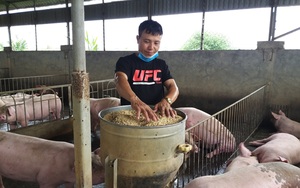 Giá lợn hơi miền Bắc hôm nay: Doanh nghiệp giảm giá mua tất cả các loại heo 1.000 đồng/kg