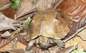 Đà Nẵng: Thả cá thể rùa sa nhân quý hiếm về rừng Hải Vân