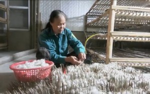 Lào Cai: Trồng dâu nuôi tằm giúp dân Bảo Nhai nâng cao thu nhập 
