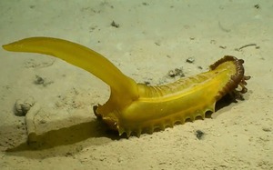 Hình ảnh "lạ" về loạt sinh vật mới được khám phá dưới đáy biển