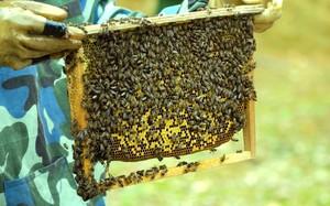 Nông dân Lai Châu đếm tiền trong mùa vắt mật ong