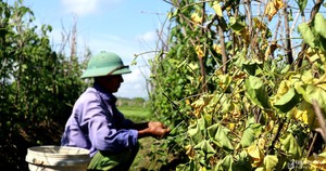 Cây "làm giàu" cho tiền tỷ/vụ ở Nghệ An bỗng mất mùa nặng, giá cao gấp 3 lần vẫn không có hoa để bán