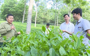 Hội Nông dân Phú Thọ kết nối tiêu thụ nông sản, hỗ trợ vốn giúp nông dân sản xuất, làm giàu