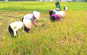 Lai Châu: &quot;Hạt ngọc thực&quot; quý ở Mường Than là giống lúa gì mà nghe tên nhiều người đã muốn mua gạo thổi cơm?