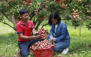 Làm cách này, một ông nông dân ở Bắc Giang không cần ra chợ vẫn bán được hàng tấn vải thiều