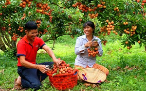 Khu vườn của một ông nông dân Bắc Giang có gì lạ mà có ngày đón cả trăm khách đến chụp ảnh, check in?