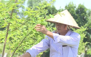Trồng cây ăn quả kết hợp với du lịch nhà vườn, nông dân giỏi ở Quảng Ninh thu nhập 1 tỷ/năm