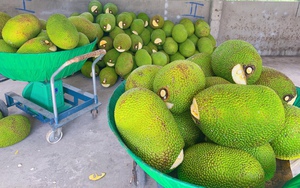 Giá mít Thái hôm nay 30/7: Xu hướng tăng giá, nông dân siêng chăm vườn, dưỡng trái để bán được giá cao