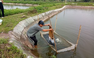 Nuôi cá chạch sông đặc sản trong ao đất ở Phú Thọ