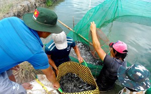 Loài cá này ở miền Tây tăng giá đột biến, ngành chức năng phát đi cảnh báo