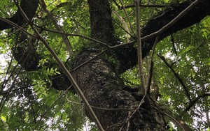 Chiêm ngưỡng rừng cây gỗ sưa cổ thụ được ví như "kho báu lộ thiên" giữa lòng Hà Nội