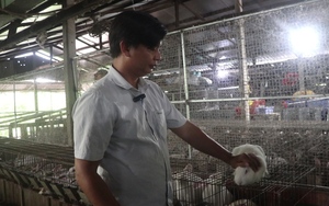 Video: Cử nhân đại học thu hàng trăm triệu đồng mỗi tháng từ mô hình nuôi thỏ sạch