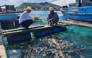 Nuôi cá bớp nông dân Lý Sơn đổi đời, vay 2 tỷ đầu tư, bán cá lãi hơn 1 tỷ
