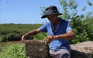 Lạ đời Nam Định: Đem ong ra ven biển rừng ngập mặn nuôi để tạo ra thứ mật đã sạch lại thơm, cực bổ dưỡng