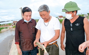 Loài cá hồng Mỹ nuôi trong ao nước mặn, nông dân Thái Bình bắt lên tươi roi rói, ai ăn cũng khen ngon