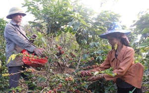 Sơn La: Phát triển cà phê không để ảnh hưởng đến môi trường
