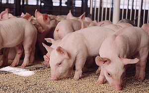 Nga ùn ứ thịt lợn khó xuất, Trung Quốc có thể giảm nhập khẩu thịt tới 20%