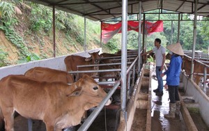 Lai Châu: Hiệu quả hỗ trợ phát triển chăn nuôi ở Nậm Nhùn