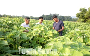 Trồng cây gì mà ra toàn lá là lá, tốt như cây dâu tằm, nông dân Tuyên Quang nói cứ cắt là bán được