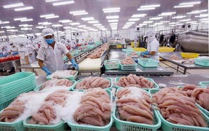 Trung Quốc tăng tốc mua đủ loại cá, tôm của Việt Nam, ngày càng thích sản phẩm có chứng nhận