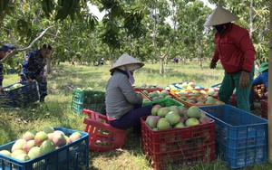 Khánh Hòa: Chuyển đổi trên 352ha diện tích đất trồng lúa ở 5 huyện thị