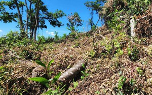 Chủ tịch Bình Định chỉ đạo điều tra vụ "vừa ký công văn giữ rừng, chưa đầy 10 ngày thấy mất rừng"