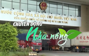 Chuyển động Nhà nông 5/7: Cửa khẩu Kim Thành, Lào Cai tạm dừng thông quan hàng hóa xuất nhập khẩu