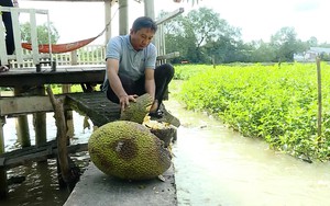 Trồng hoa giấy Mỹ hoa tuôn chả kịp cản, cả làng ở Vĩnh Long nhà nào trồng lớn giàu như trúng số- Ảnh 2.