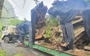 Diễn biến bất ngờ vụ bắt giữ xe đầu kéo chở 2 cây "quái thú" từ vùng núi về xuôi ở Quảng Bình