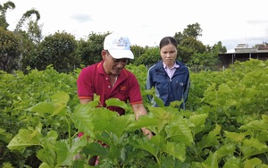 Hơn 400 hộ đưa hơn 8.000 tấn nông sản lên sàn thương mại điện tử do Hội Nông dân Lâm Đồng hướng dẫn